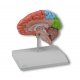 Model poloviny lidského mozku - oblastní