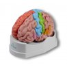 Tento model lidského mozku je vyroben v životní velikosti a lze rozdělit na levou a pravou polovinu. Levá polovina může být dále rozložena na 4 části.