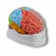 Model lidského mozku - oblastní - 5 částí
