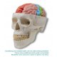 Oblastní model mozku s lebkou (lebka není součástí tohoto modelu)