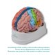 Oblastní model mozku s falx cerebri (falx cerebri není součástí tohoto modelu)