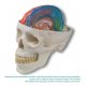 Falx cerebri s mozkem a lebkou (mozek a lebka nejsou součástí tohoto modelu)
