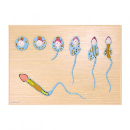 Model vývoje spermie