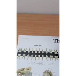 Schéma - lidské zuby - AJ - 50x67 cm