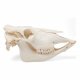 Tur domácí - Bos taurus - lebka bez rohů