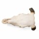 Tur domácí - Bos taurus - lebka s rohy