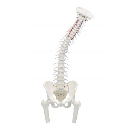 Model lidské páteře s pánví a hlavicí stehenní kosti