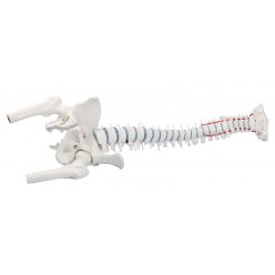 Standardní model lidské páteře s pánví, hlavicemi stehenních kostí a vyhřeznutím ploténky