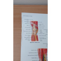 Schéma - lidský kolenní kloub - AJ - 50x67 cm - SLEVA