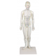 Čínská figurína muže pro akupunkturu - 48 cm