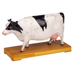 Model krávy s akupunkturními body