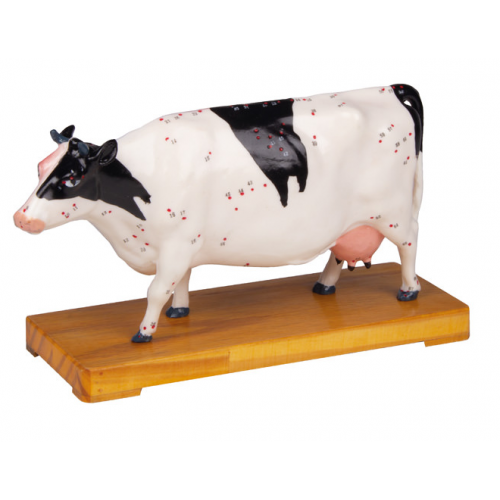 Model krávy s akupunkturními body