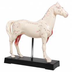 Model koně s akupunkturními body