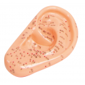 Model ucha pro akupunkturu, 22 cm