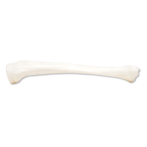 Model lidské holenní kosti