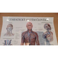 Schéma - Lymfatický systém člověka