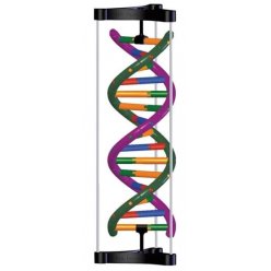 Model dvojité šroubovice DNA, studentská sada
