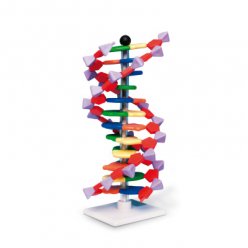 Model dvojité šroubovice DNA, 12 segmentů, sada mini DNA