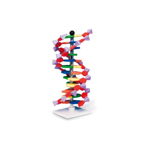 Model dvojité šroubovice DNA, 12 segmentů, sada mini DNA