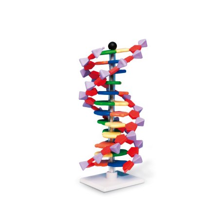 Model dvojité šroubovice DNA, 12 segmentů, sada mini DNA