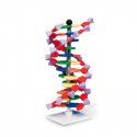 Model dvojité šroubovice DNA, 12 segmentů, sada mini DNA