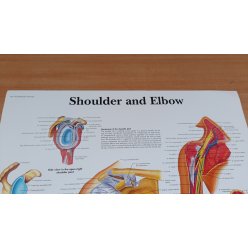 Schéma - lidské rameno a loket - AJ - 50x67 cm