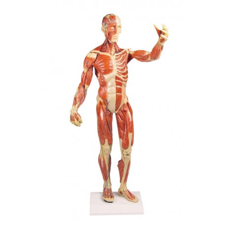 Model lidského svalstva - 1/3 životní velikosti