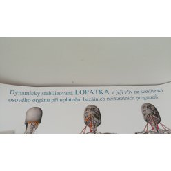 Schéma - Dynamicky stabilizovaná lopatka