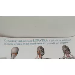 Schéma - Dynamicky stabilizovaná lopatka