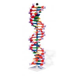 Dvojitá šroubovice B-DNA s 22 páry bází, MiniDNA®
