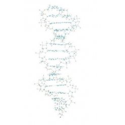 Model DNA