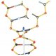 Model DNA-RNA