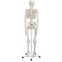 Model lidské kostry standardní - na pojízdném stojanu