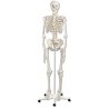 Klasický model složené kostry celého lidského těla na pojízdném stojanu je zárukou kvality již 50 let. Je oblíbenou součástí nemocnic, škol, univerzit a laboratoří. Tento model kostry člověka obsahuje více než 200 kostí s realistickou velikostí a téměř přesnou hmotností.