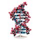 Velký 3D model DNA   
