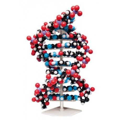 Velký 3D model DNA   