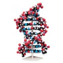 Velký 3D model DNA