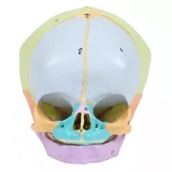 Model lebky plodu - 40. týden - didaktický, malováno