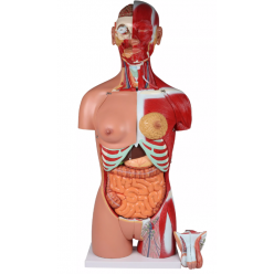 Anatomické torzo s otevřenými zády