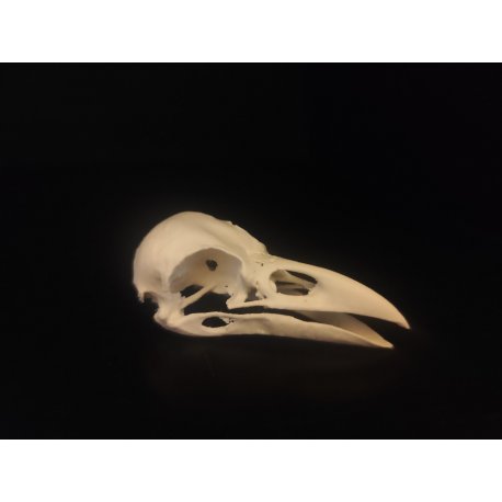 Lebka Vrána rolní - Corvus frugilegus