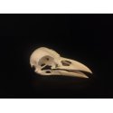 Lebka Havran polní - Corvus frugilegus