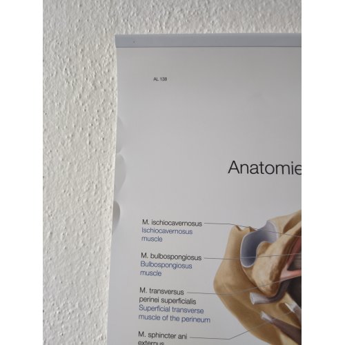 Schéma - pánev a pánevní dno