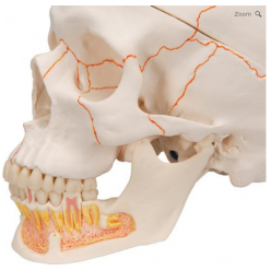 Lebka dentální s otevřenou spodní čelistí - 3 části