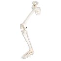 Model kostry lidské dolní končetiny a kyčelní kosti