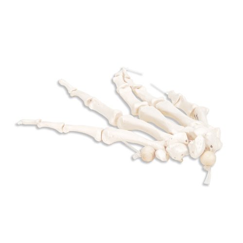 Model kostry lidské ruky spojené nylonem