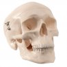 Mini model lidské lebky je složen ze tří částí - spodní čelisti, spodiny lební a klenby lební. Tento model lidské lebky zachycuje anatomické struktury do detailů, proto je vhodný jako základní anatomický model do každé třídy i ordinace.