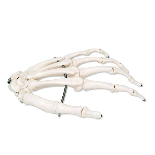 Model kostry lidské ruky spojené drátem
