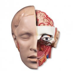 Model lidské hlavy - 6 částí