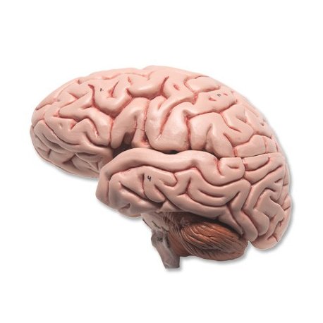 Model mozku - 5 částí