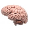 Model lidského mozku je svým kvalitním provedením skvělou anatomickou pomůckou, která se dá vložit do většiny našich modelů lebky člověka. Čelní a týlní lalok, spánkový a temenní lalok, mozkový kmen, mozeček vytvářejí levou polovinu modelu lidského mozku.